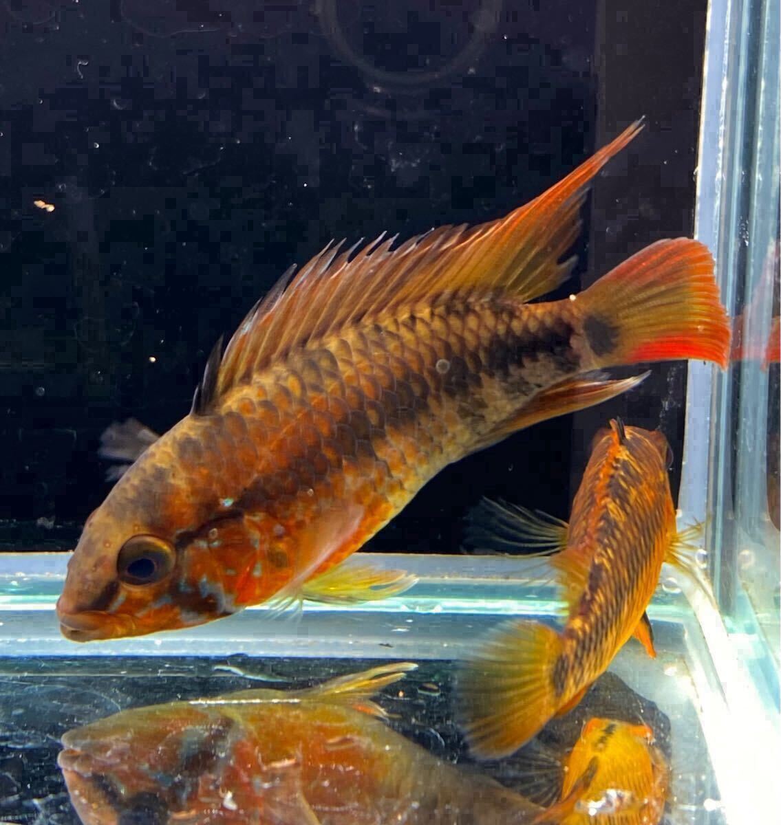 残りわずか】【熱帯魚】【アピストグラマ アガシジィ