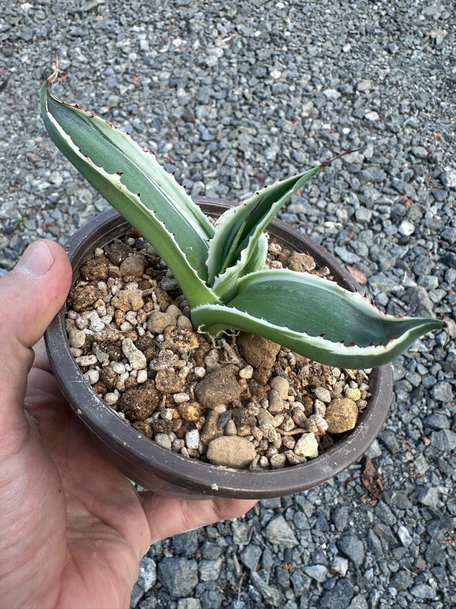 Yahoo!オークション -「セルシー」(アガベ) (観葉植物)の落札 Yahoo!オークション -「セルシー」(アガベ) (観葉植物)の落札