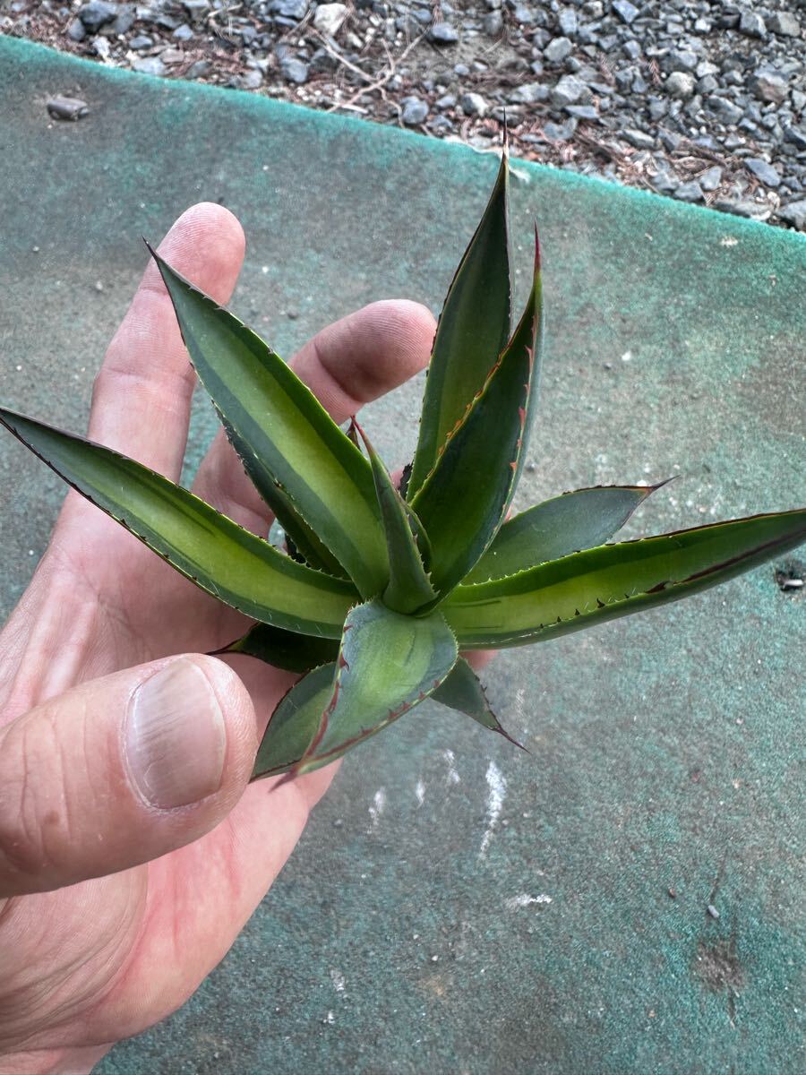 Yahoo!オークション -「ブルーグロー」(アガベ) (観葉植物)の Yahoo!オークション -「ブルーグロー」(アガベ) (観葉植物)の