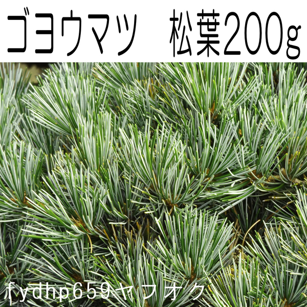 送料無料ネ「 ゴヨウマツ 松葉 200g 無農薬 @ 若芽」五葉松 天然 盆栽 挿し木 接ぎ木 薬膳 料理 入浴剤 芳香剤 青汁 松葉茶 ドライフラワー
