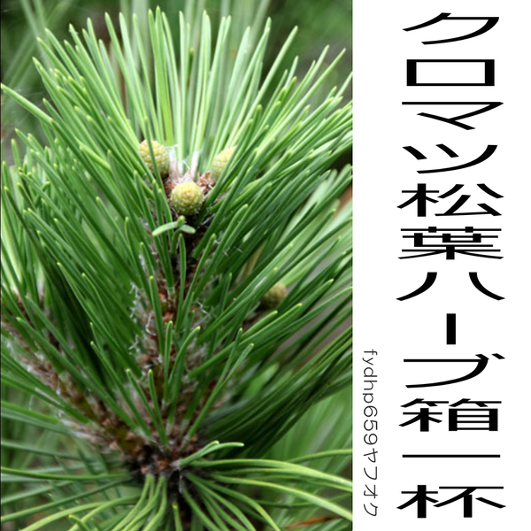 送料無料ネ「 クロマツ 松葉 200g 無農薬 」黒松 盆栽 挿し木 接ぎ木 料理 生薬 ジュース 国産 松脂 青汁 自然食 ハーブ 日本 松花粉