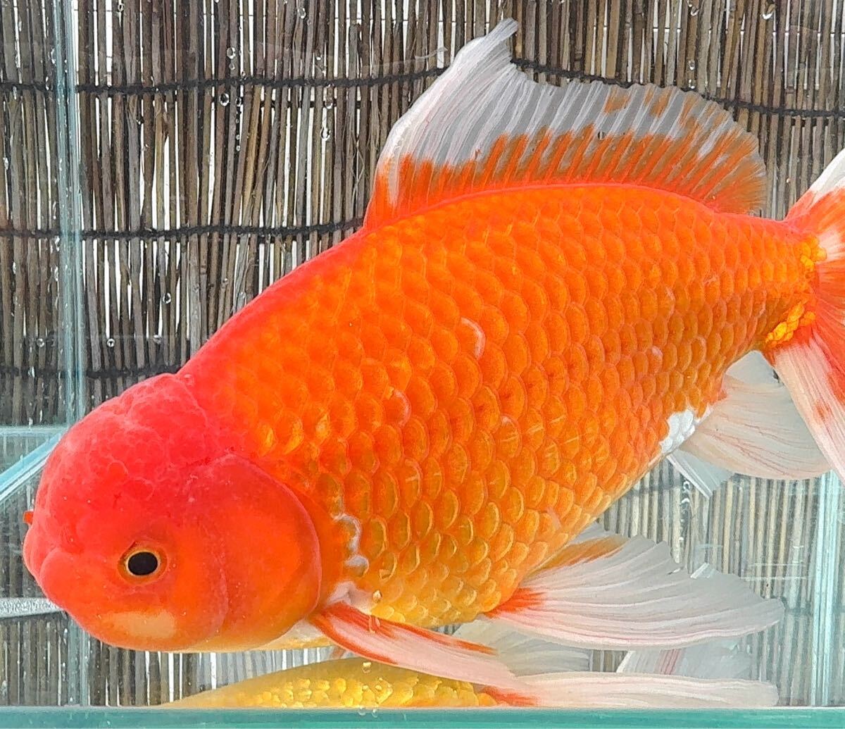 2025年最新】ジャンボ獅子頭の人気商品が揃うページ - Yahoo