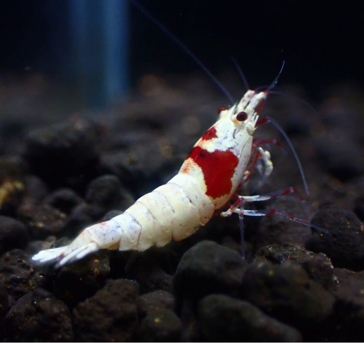 Yahoo!オークション -「レッドビーシュリンプ」(ペット、生き物