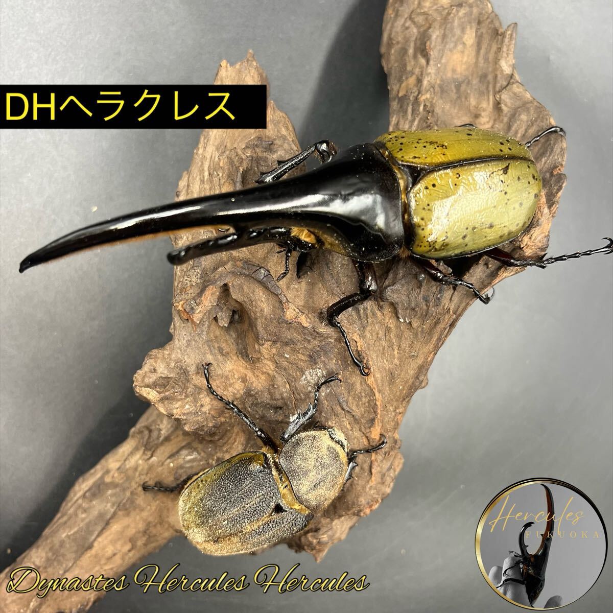 2025年最新】Yahoo!オークション -ヘラクレス 成虫 ペアの中古品