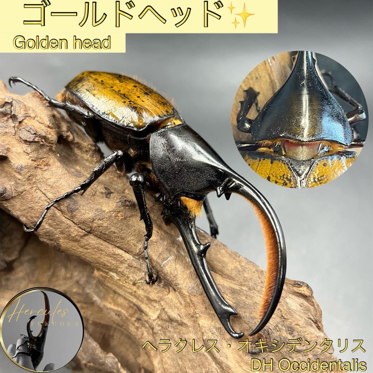 2025年最新】Yahoo!オークション -ヘラクレス(成虫)の中古品