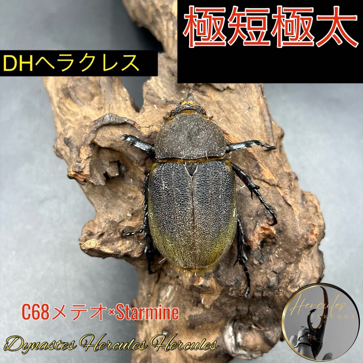 DHH】新♂補強 C68メテオ イン : GOKUSAISHIKI(サブ)