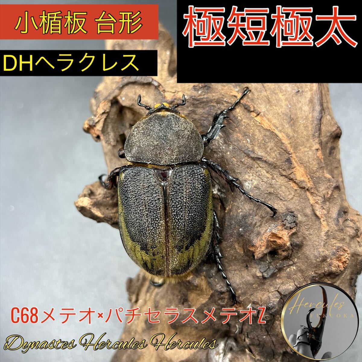 2025年最新】Yahoo!オークション -メテオ(虫類)の中古品・新品