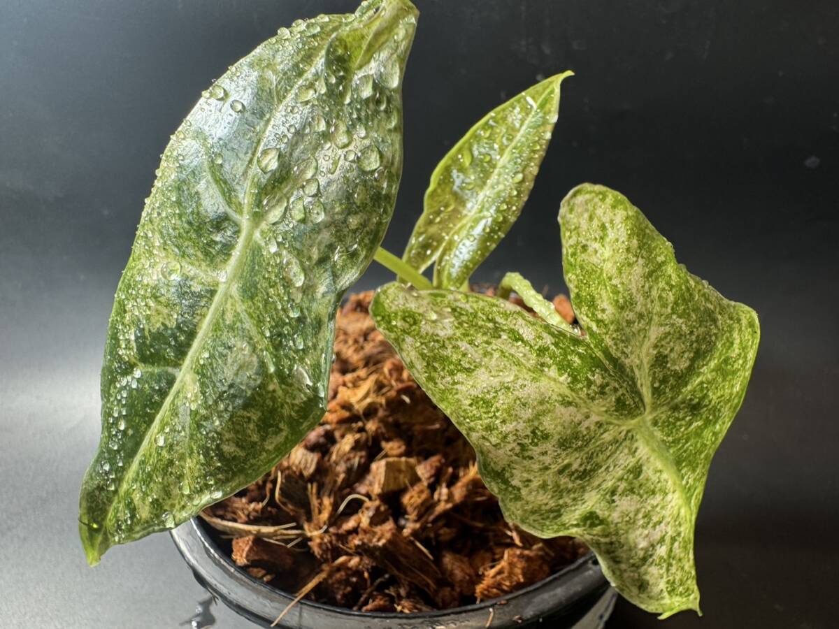 Yahoo!オークション -「スターダスト~」(観葉植物) の落札相場 Yahoo!オークション -「スターダスト~」(観葉植物) の落札相場