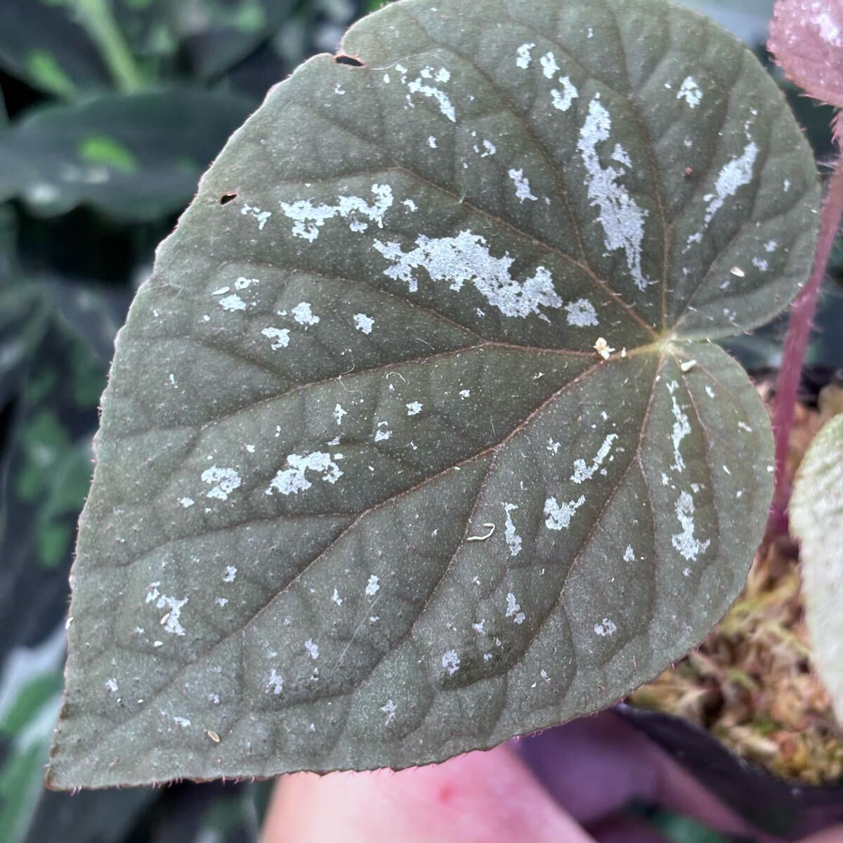 Yahoo!オークション -「ベゴニア begonia」(観葉植物) の落札 Yahoo!オークション -「ベゴニア begonia」(観葉植物) の落札