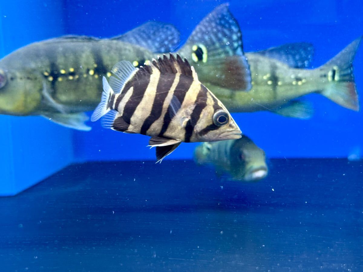 Yahoo!オークション -「ダトニオ」(その他) (淡水魚)の落札相場