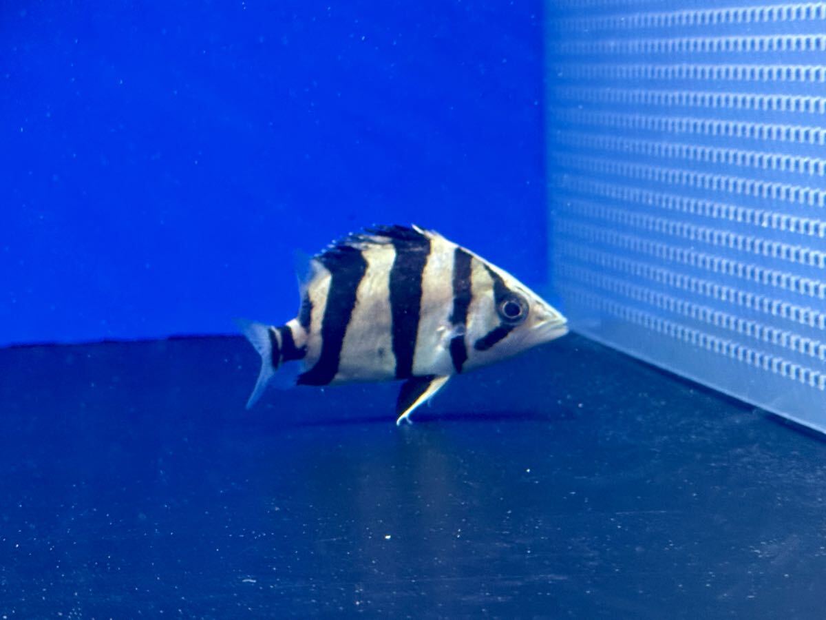 2025年最新】Yahoo!オークション -ダトニオ(熱帯魚)の中古品