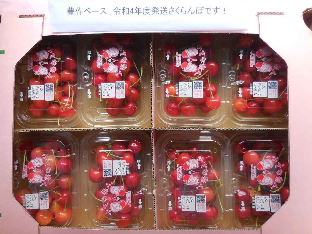 厳選 完熟出荷 山形東根産 さくらんぼ 佐藤錦 秀品L～LL 1.6kg（200ｇ×８パック詰め） 初夏のルビーの輝き！！