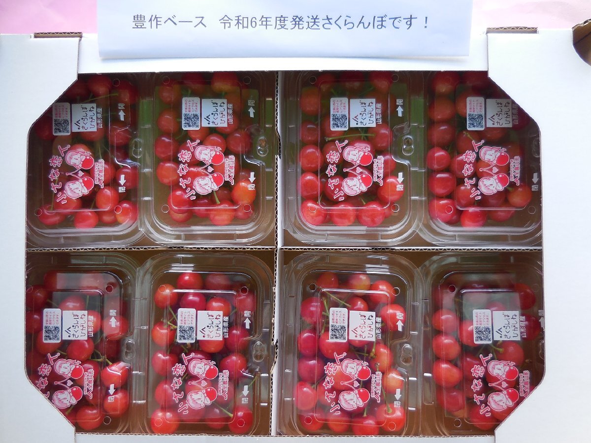 厳選 完熟出荷 山形東根産 さくらんぼ 佐藤錦 秀品L～LL 1.6kg（200ｇ×８パック詰め） 初夏のルビーの輝き！！