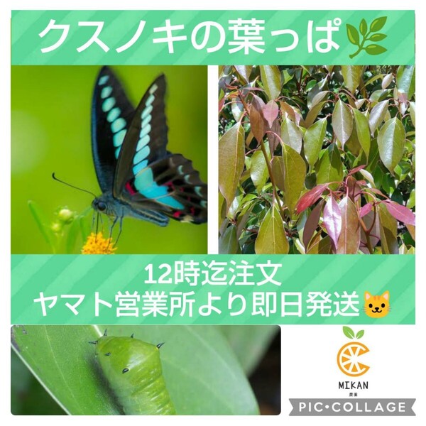 クスノキ 枝付き葉っぱ アオスジアゲハ幼虫の餌