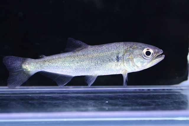 最先端 2025年最新】Yahoo!オークション 魚(ペット、生き物)の -ドラド その他