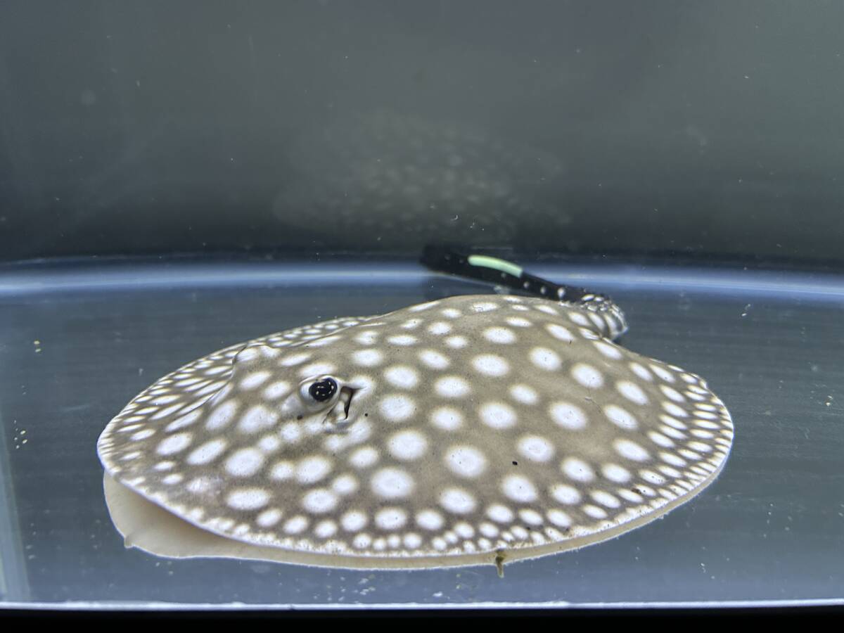 Yahoo!オークション -「ダイヤモンドポルカ」(その他) (淡水魚