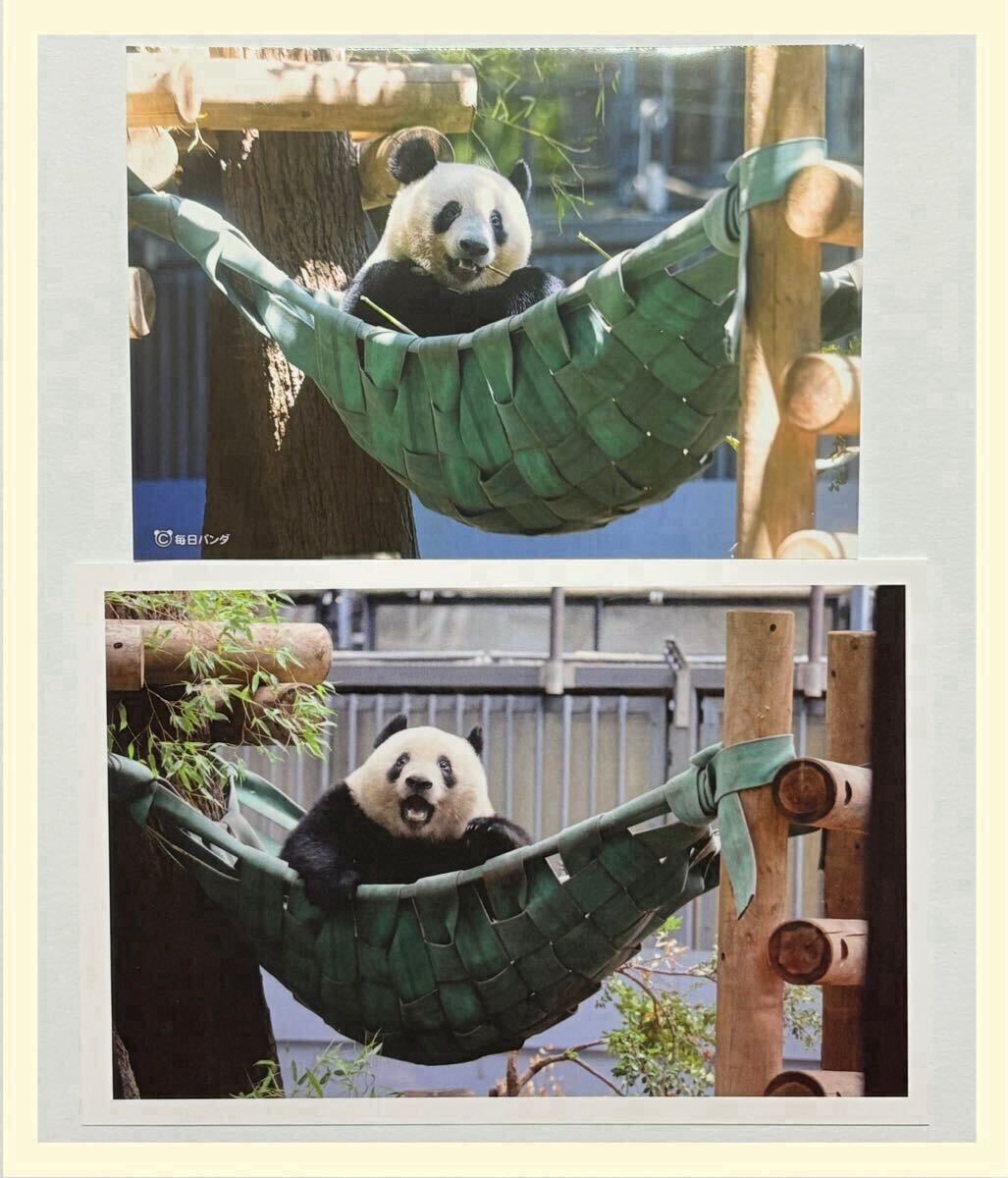2025年最新】Yahoo!オークション -上野動物園 シャンシャン 2025年最新】Yahoo!オークション -上野動物園 シャンシャン