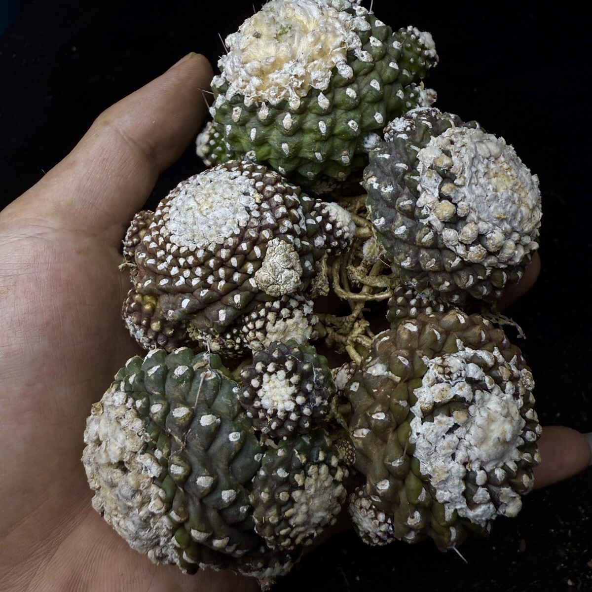 Yahoo!オークション -「台湾産」(観葉植物) の落札相場・落札価格 Yahoo!オークション -「台湾産」(観葉植物) の落札相場・落札価格