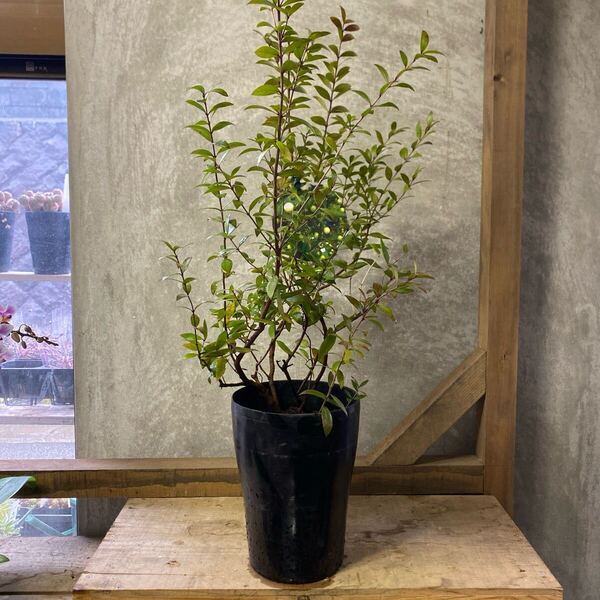 庭木 植木 ギンバイカ(銀梅花)