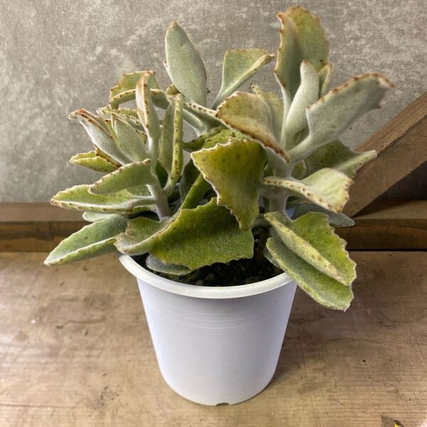 観葉植物 多肉植物 カランコエ ベハレンシス(仙女の舞)