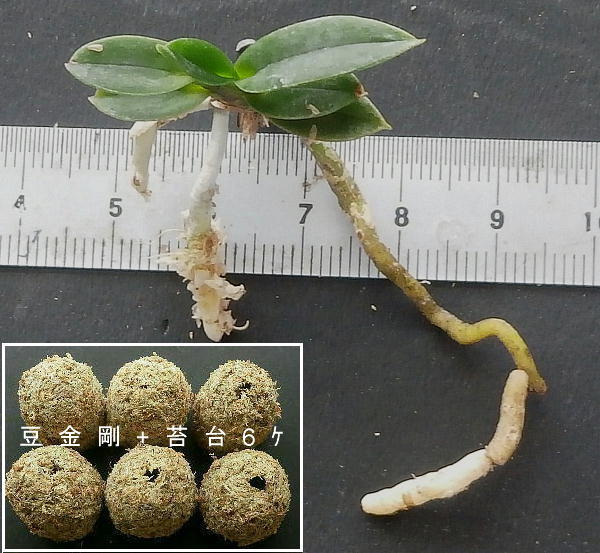 Yahoo!オークション -「富貴蘭 豆」(花) (鉢植え)の落札相場 Yahoo!オークション -「富貴蘭 豆」(花) (鉢植え)の落札相場