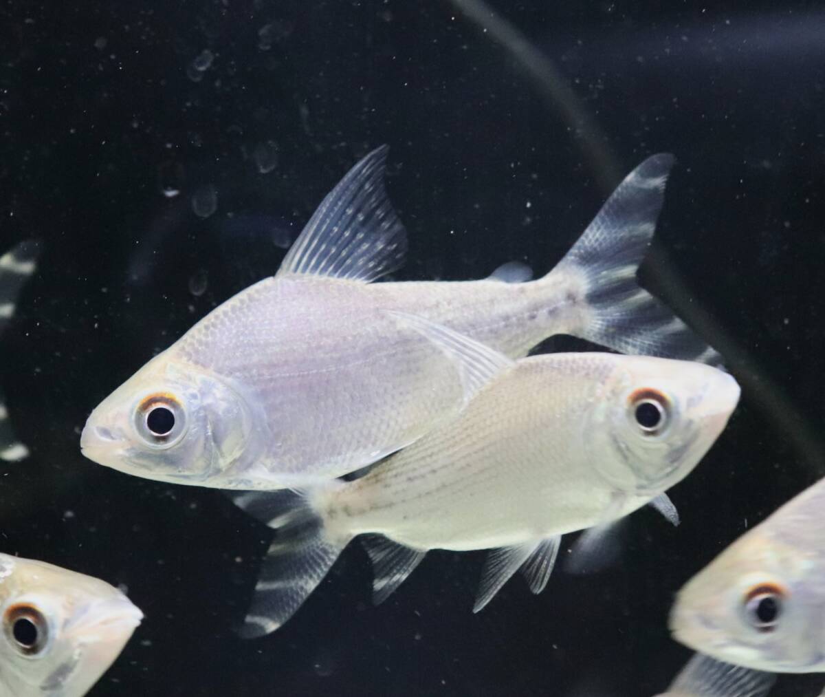 2025年最新】Yahoo!オークション -カラープロキロダス 熱帯魚