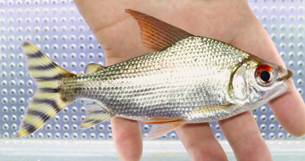 2025年最新】Yahoo!オークション -カラープロキロダス 熱帯魚