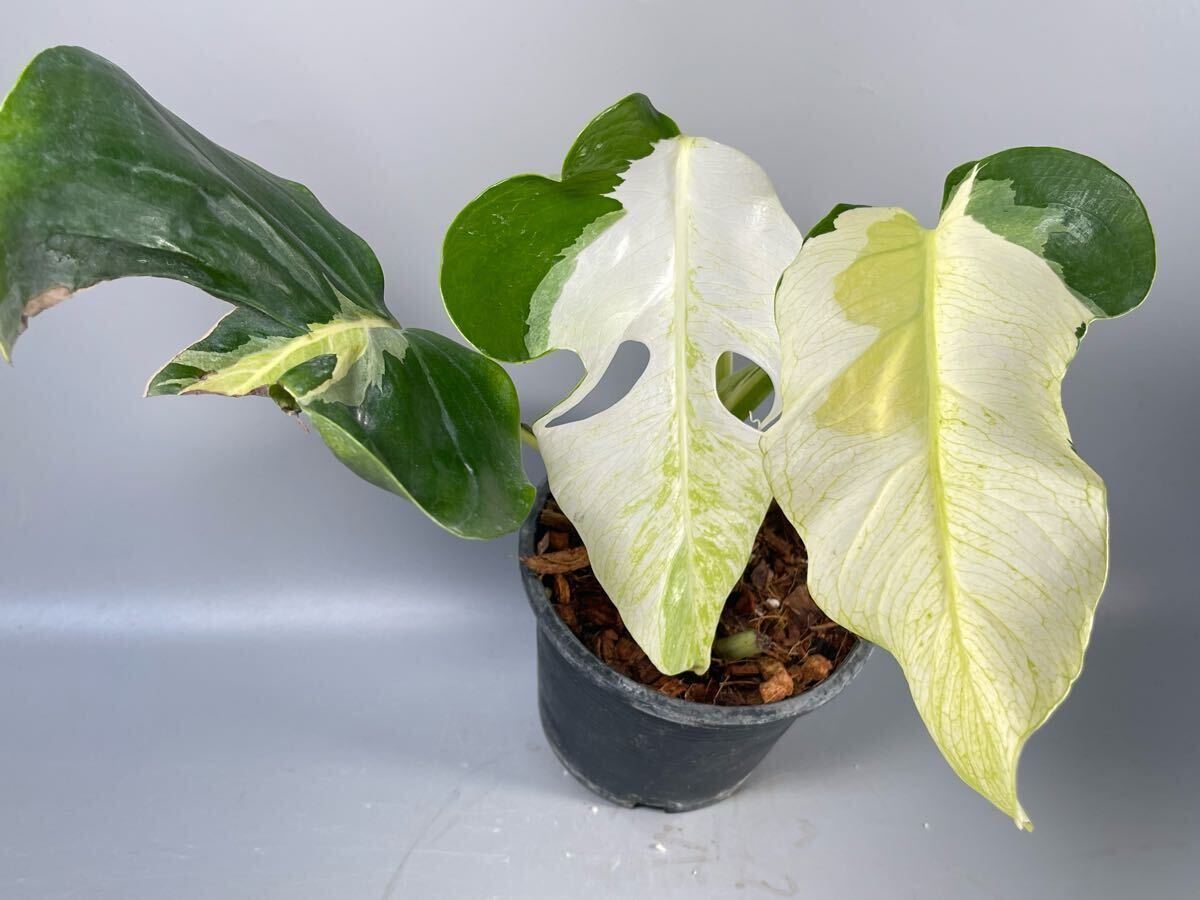 Yahoo!オークション -モンステラ(観葉植物)の落札相場・落札価格 Yahoo!オークション -モンステラ(観葉植物)の落札相場・落札価格