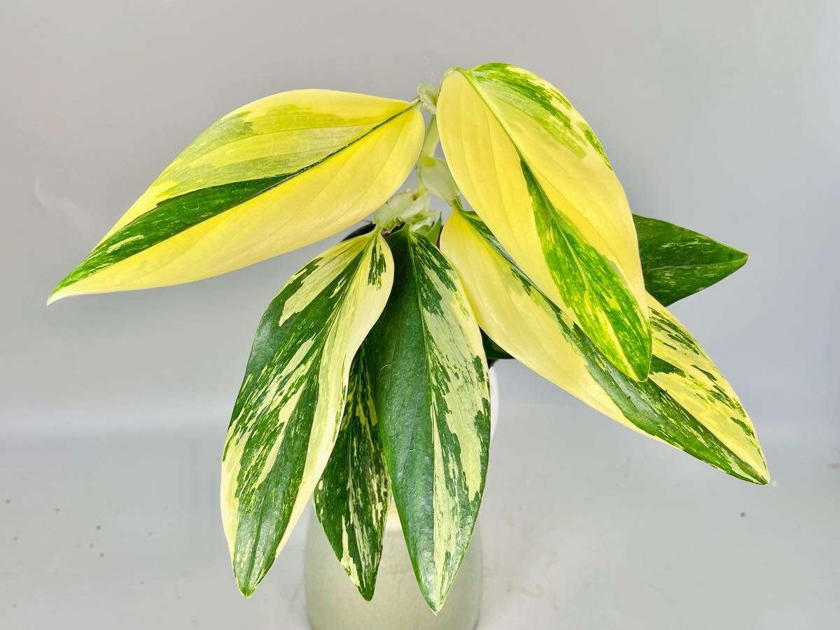 Yahoo!オークション -「aurea」(モンステラ) (観葉植物)の落札 Yahoo!オークション -「aurea」(モンステラ) (観葉植物)の落札