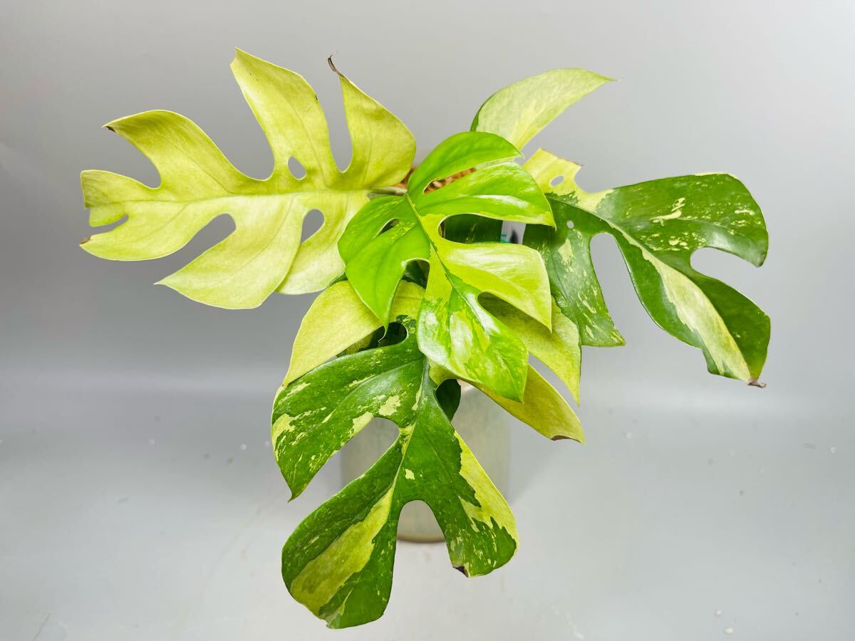 Yahoo!オークション -「ヒメモンステラ」(観葉植物) の落札相場 Yahoo!オークション -「ヒメモンステラ」(観葉植物) の落札相場