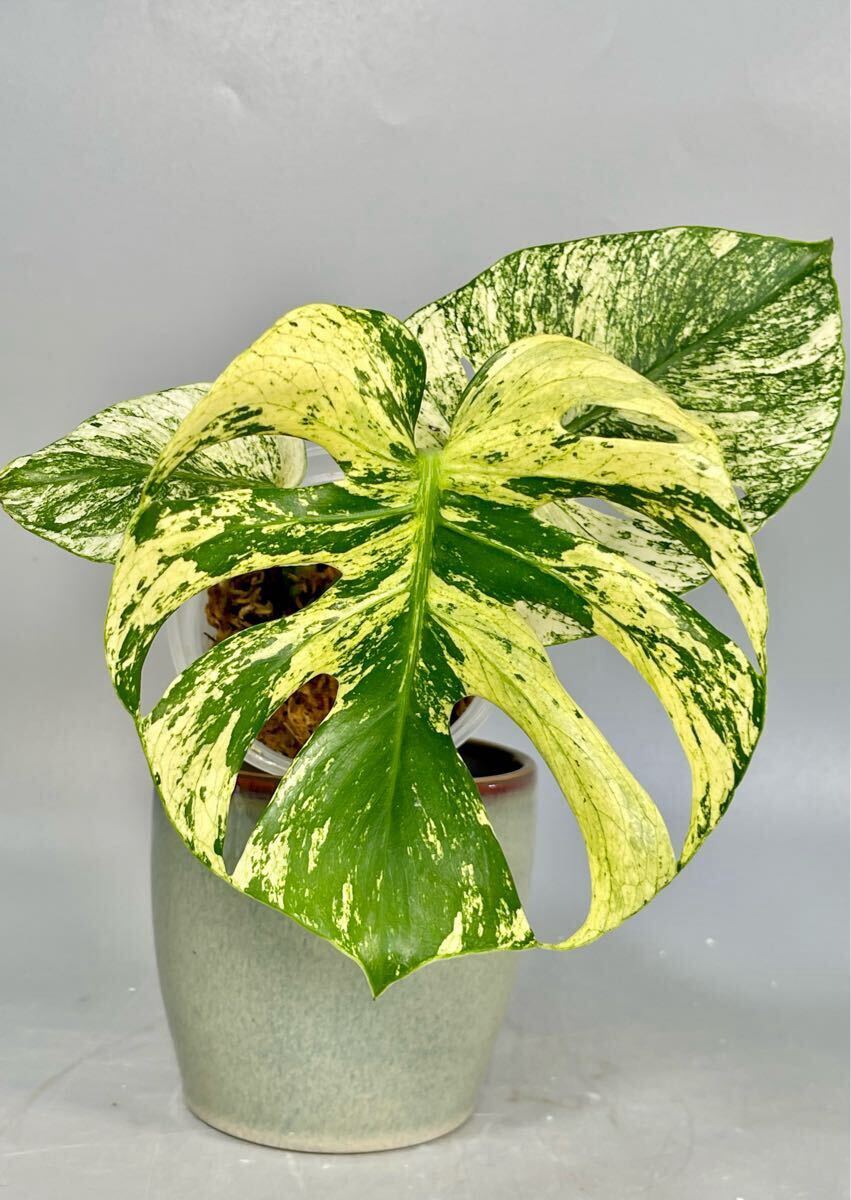 Yahoo!オークション -「ミント」(モンステラ) (観葉植物)の落札