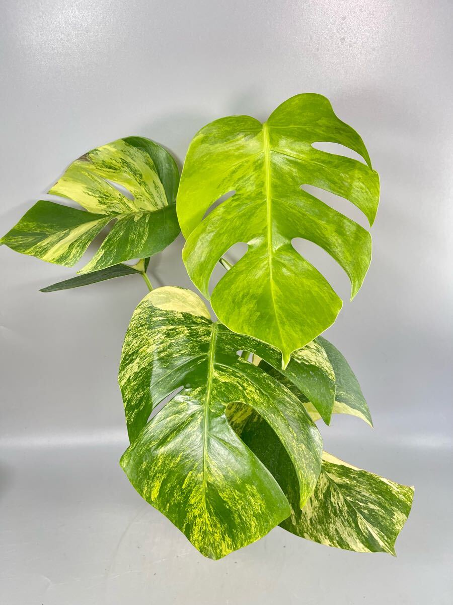 Yahoo!オークション -「aurea」(モンステラ) (観葉植物)の落札 Yahoo!オークション -「aurea」(モンステラ) (観葉植物)の落札