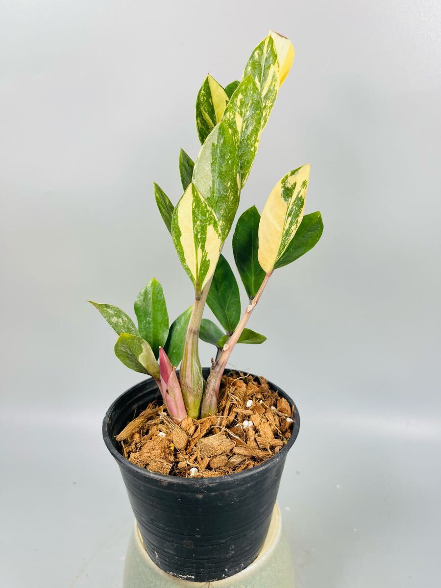 Yahoo!オークション -「ザミオクルカス 観葉植物」の落札相場 Yahoo!オークション -「ザミオクルカス 観葉植物」の落札相場