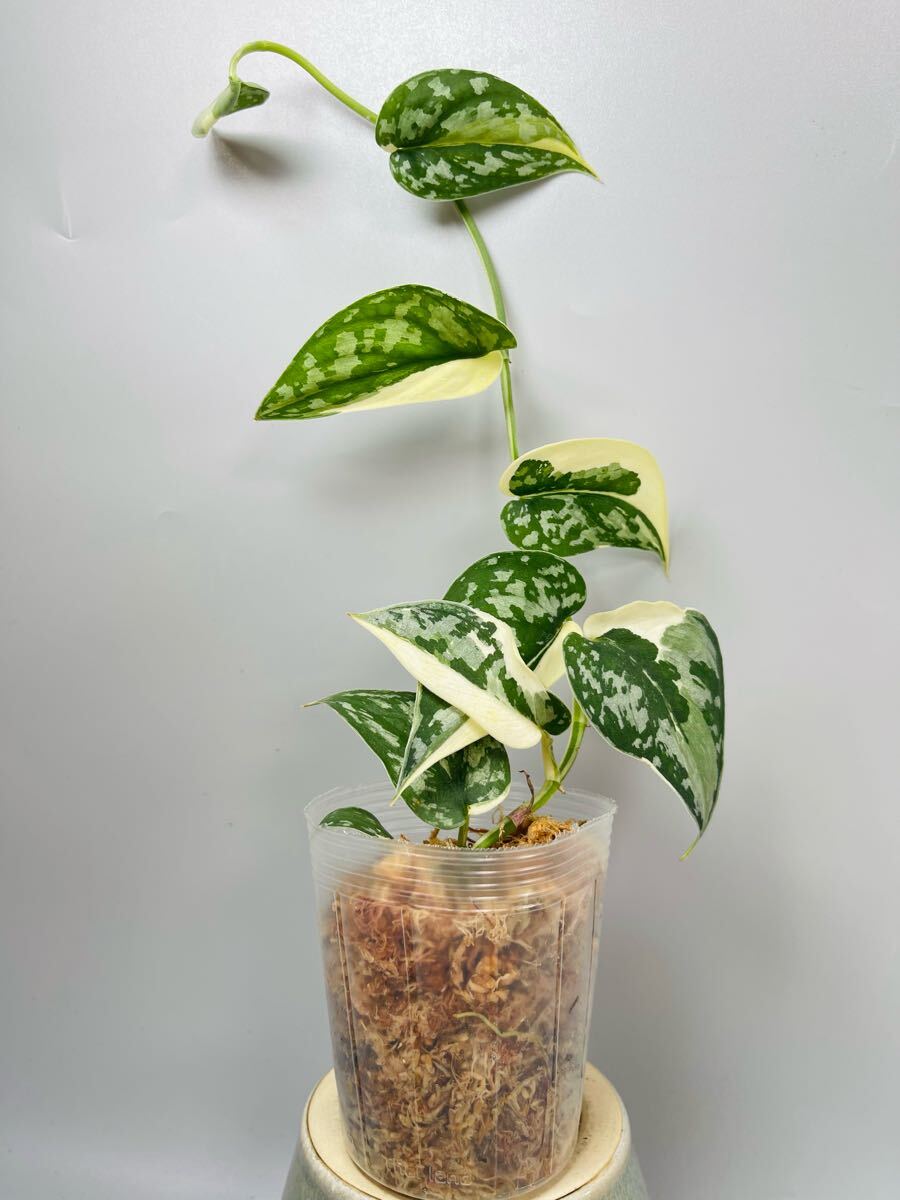 Yahoo!オークション -「サス」(観葉植物) の落札相場・落札価格 Yahoo!オークション -「サス」(観葉植物) の落札相場・落札価格