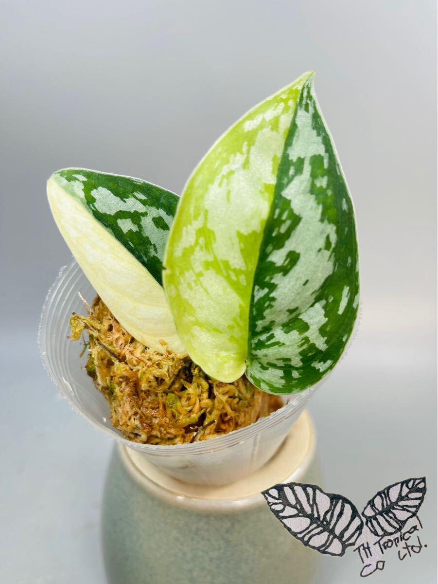 Yahoo!オークション -「ピクタス」(観葉植物) の落札相場・落札価格 Yahoo!オークション -「ピクタス」(観葉植物) の落札相場・落札価格