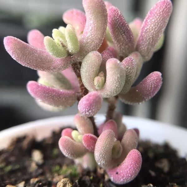 ネコポスで発送 超レア 多肉植物 ドロサンテマ 超キラキラ Purple flash 抜き苗1株