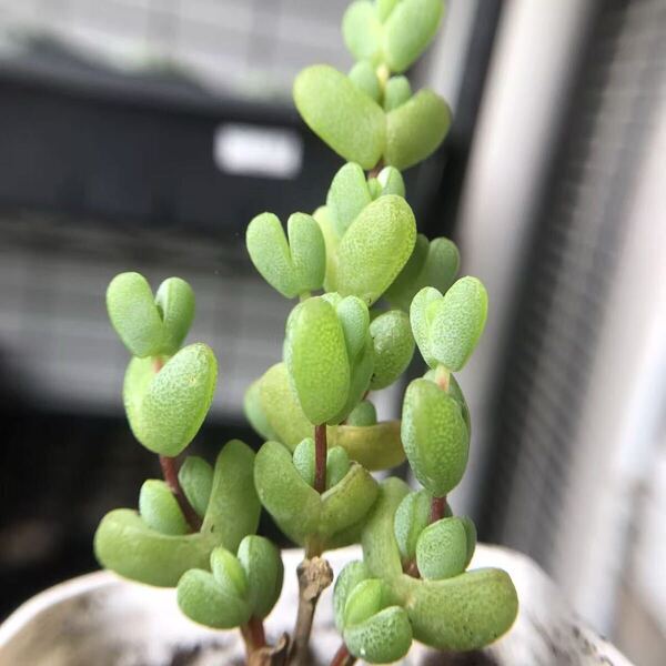ネコポスで発送 多肉植物 ドロサンテマ 元宝 抜き苗 1株