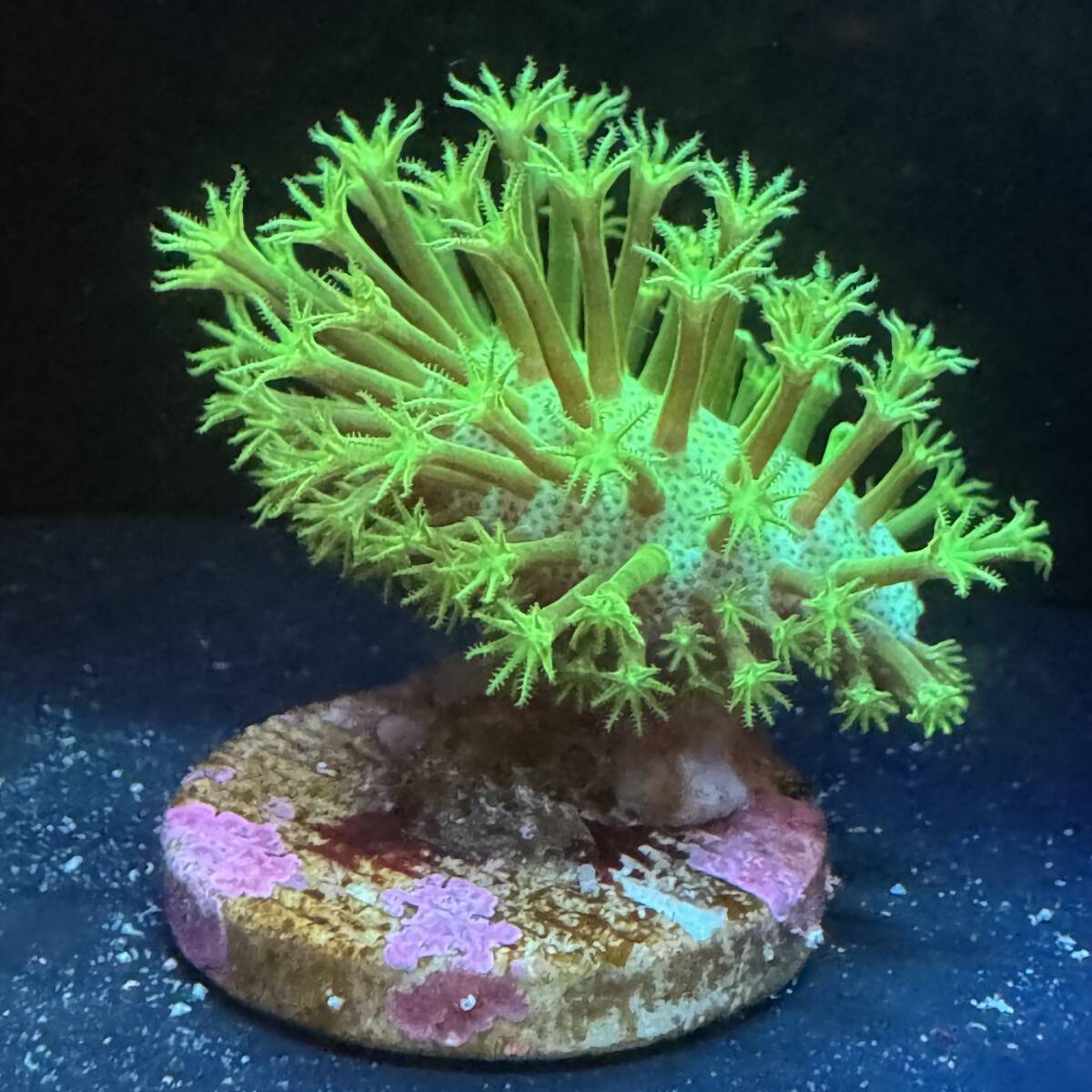 2025年最新】Yahoo!オークション -ウミキノコ(海水魚)の中古品