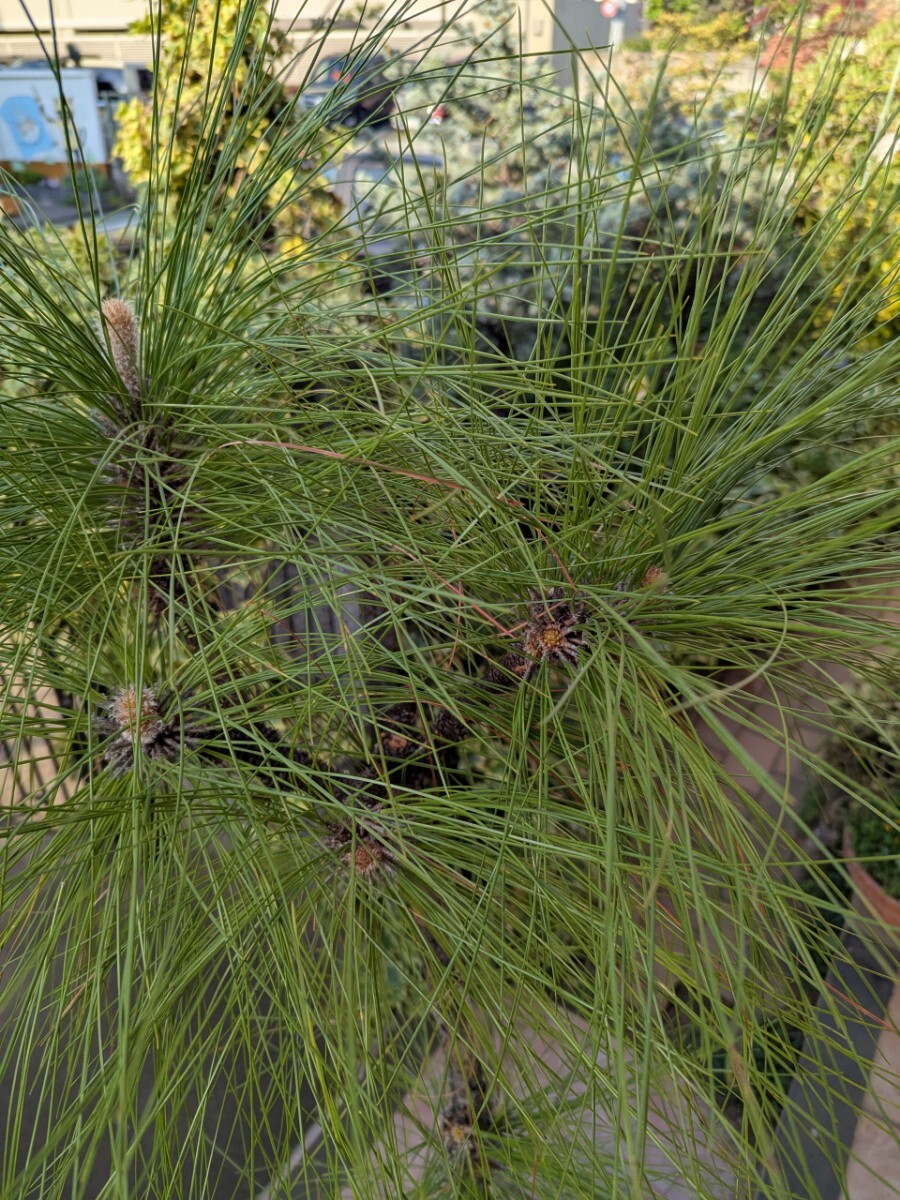 Amazon | 松 大王松 5号 ダイオウショウ 常緑樹 植木 松 苗木