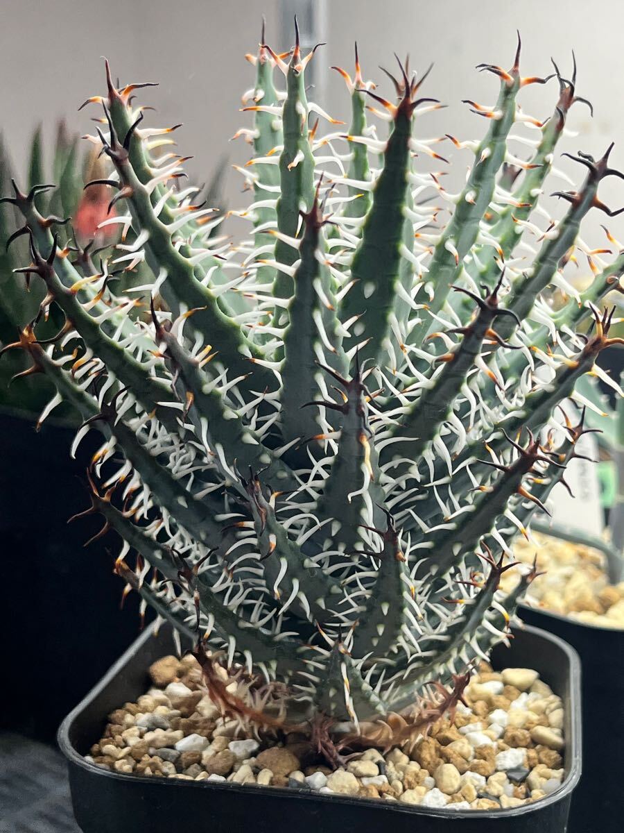 Yahoo!オークション -「ハオルチア」(アロエ) (観葉植物)の落札 Yahoo!オークション -「ハオルチア」(アロエ) (観葉植物)の落札