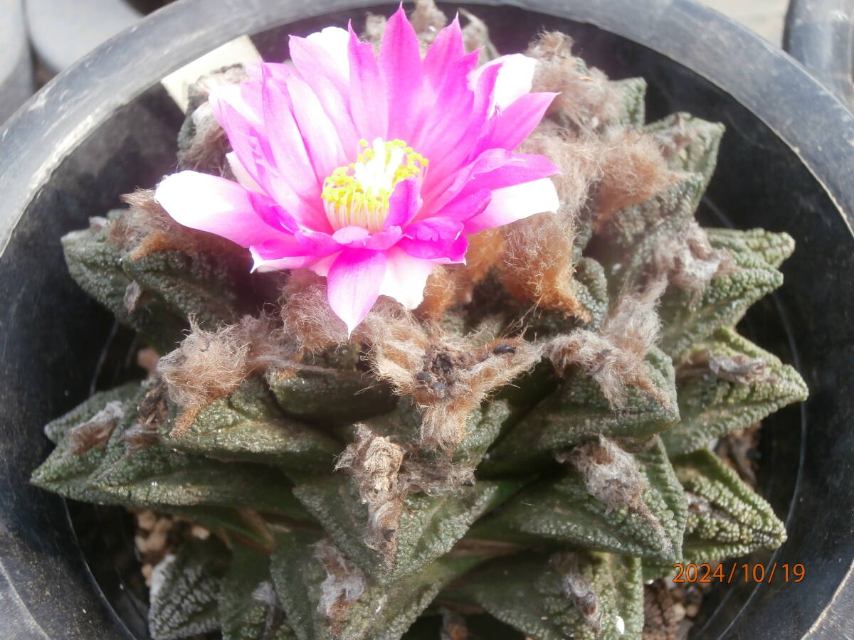 アリオカルプス亀甲牡丹の基本情報・育て方｜多肉植物・サボテン