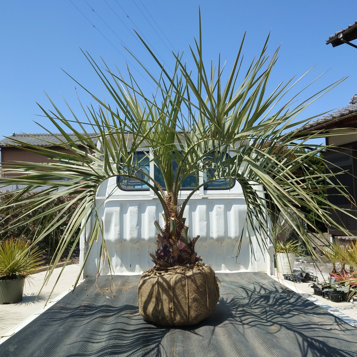 マラソンお得クーポン配布中】 観葉植物 大型 屋外 ココスヤシ