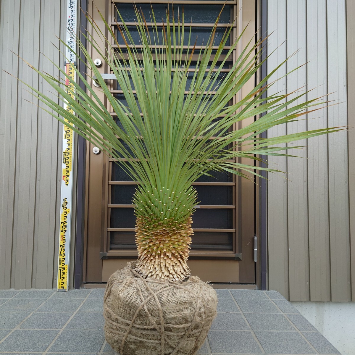 2025年最新】ユッカロストラータの商品一覧!個性的な観葉植物を 2025年最新】ユッカロストラータの商品一覧!個性的な観葉植物を