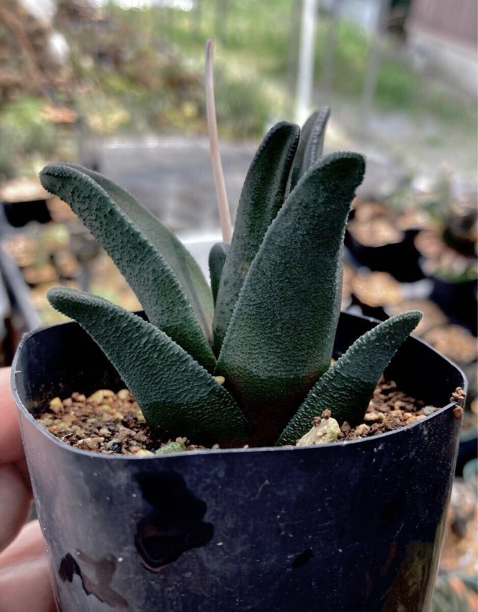 Yahoo!オークション -「haworthia sordida」の落札相場・落札価格 Yahoo!オークション -「haworthia sordida」の落札相場・落札価格