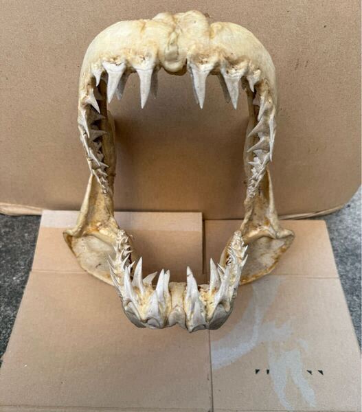 アオザメの顎 骨格標本