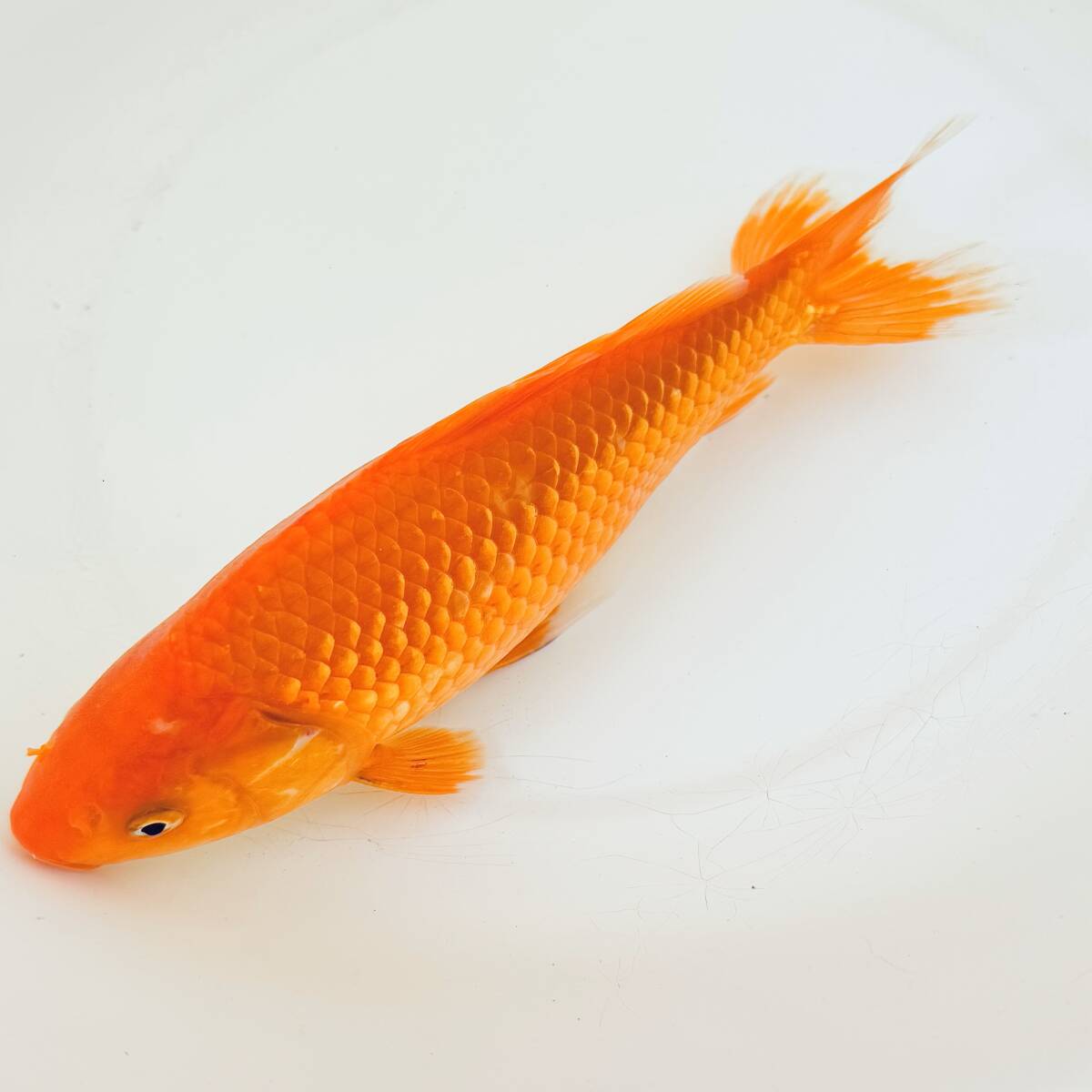 Yahoo!オークション -「ジャンボ獅子頭」(獅子頭) (金魚)の落札