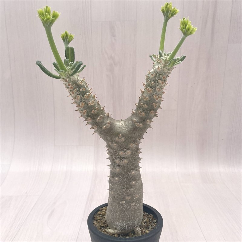 Yahoo!オークション -「パキポディウム タッキー」(観葉植物) の Yahoo!オークション -「パキポディウム タッキー」(観葉植物) の