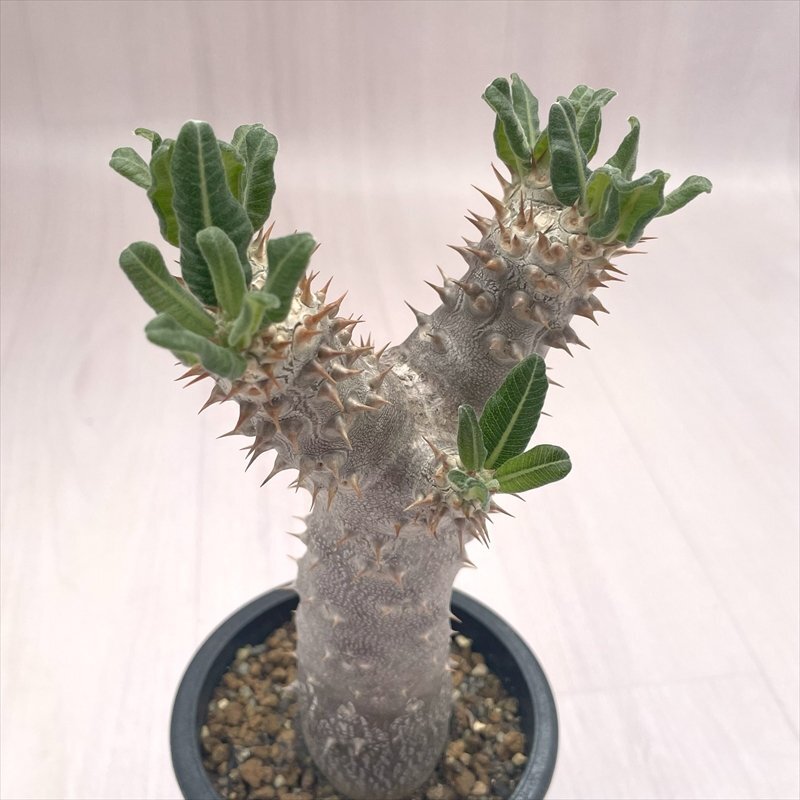 Yahoo!オークション -「パキポディウム タッキー」(観葉植物) の Yahoo!オークション -「パキポディウム タッキー」(観葉植物) の