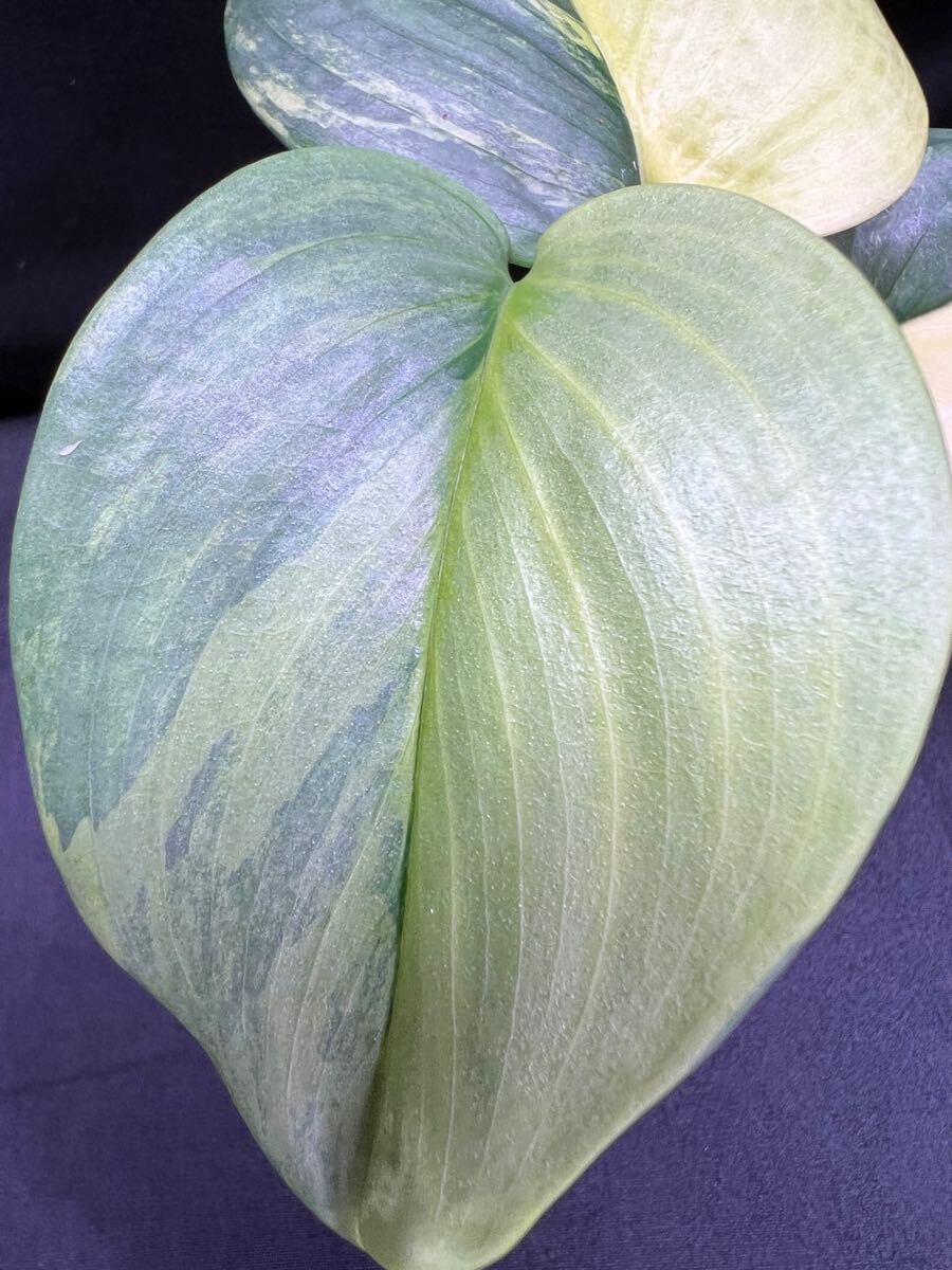 Yahoo!オークション -「サス」(観葉植物) の落札相場・落札価格 Yahoo!オークション -「サス」(観葉植物) の落札相場・落札価格