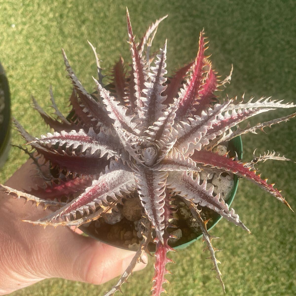 Yahoo!オークション -「ディッキア dyckia」(観葉植物) の落札